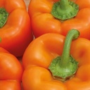 Sweet pepper MOZART untreated (Enza) blocky orange  (1000/pk)