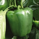 Sweet pepper ORION untreated (Enza) blocky red (1000/pk)
