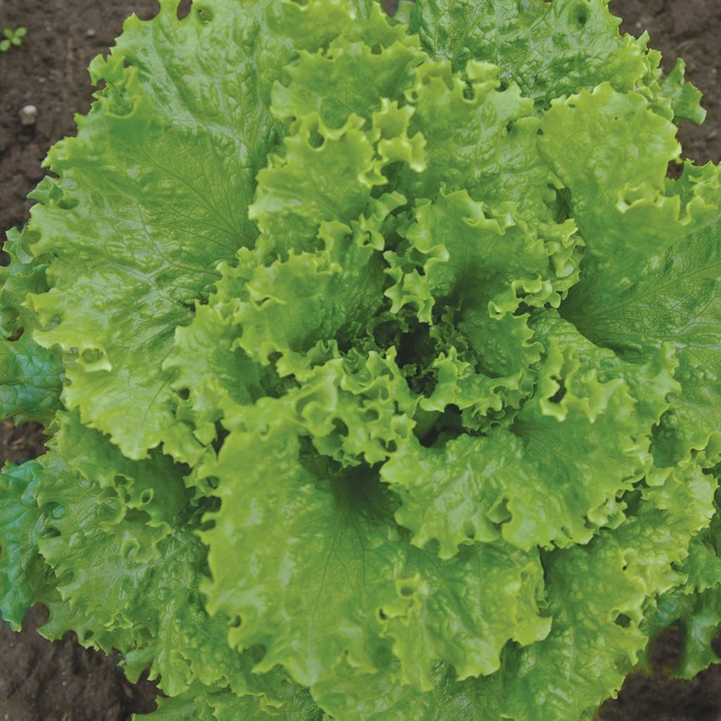 Lechuga TROPICANA orgánico inducido(primed) recubierta (Vit) verde leaf (100 000/pk)