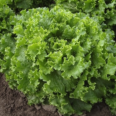 Lechuga BERGAM'S orgánico inducido(primed) recubierta (Vit) verde leaf (100 000/pk)