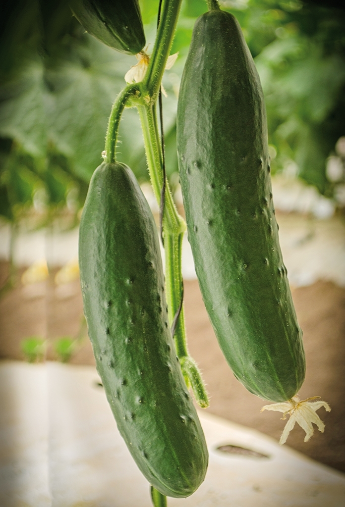 Cucumber PRIMAVERA organic (Vit) slicing (100/pk)