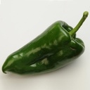 Hot pepper BASTAN organic (Vit) ancho type (5000/pk)