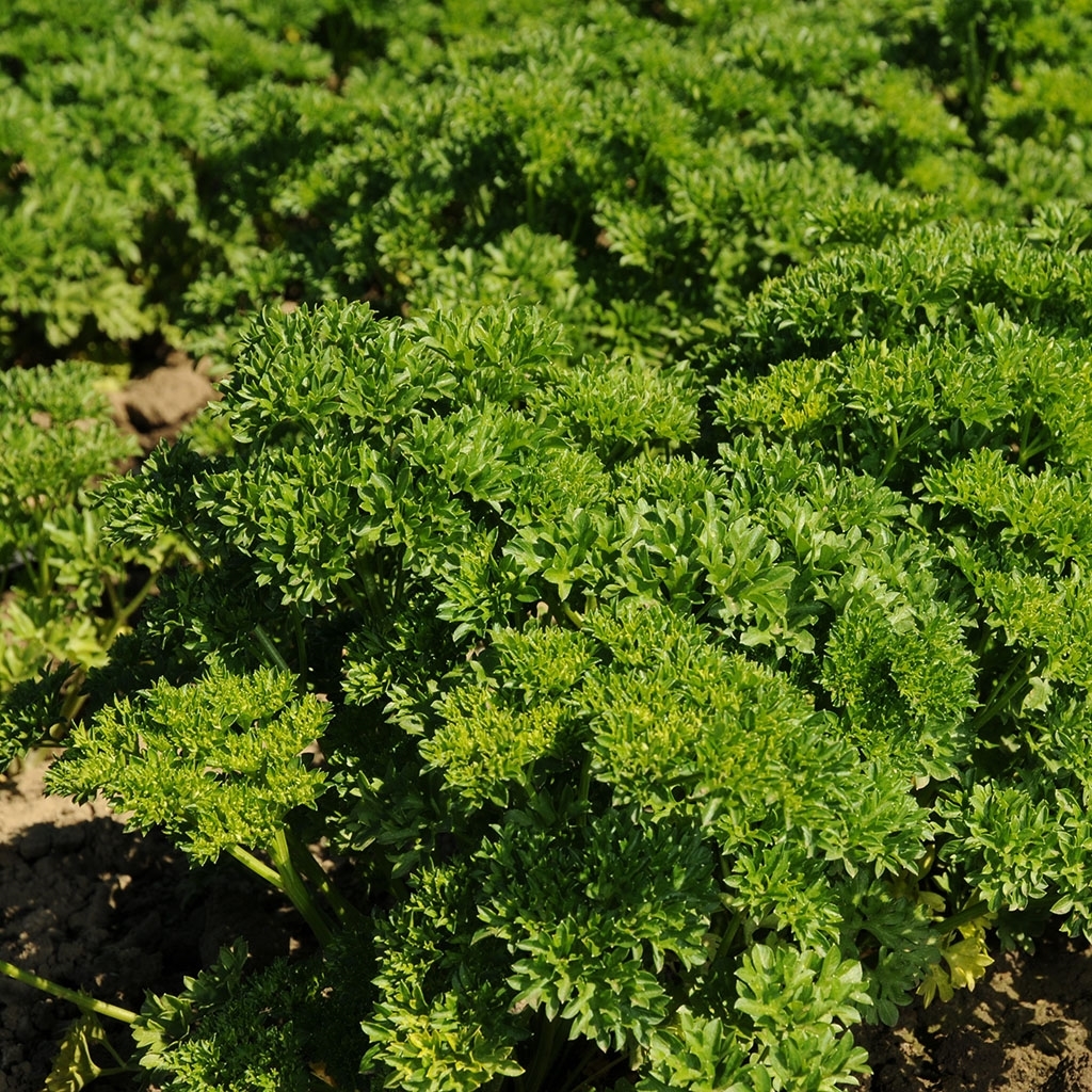 Parsley WEGA untreated (Enza) curly leaf (1 MLN/pqt)