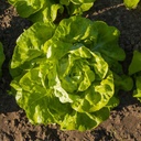 Lettuce FX1308 untreated primed pelleted (Enza) butterhead green