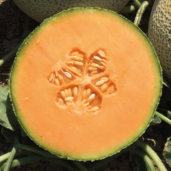 Melón KAZTA sin tratar (Enza) cantaloupe  