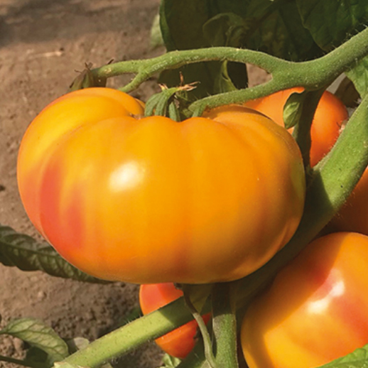​​Tomato GINFIZ organic (Vit) german striped heirloom / marmande (1000/pk)