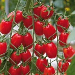 Tomate GARINCHA sin tratar (Enza) rojo grape (100/pk)