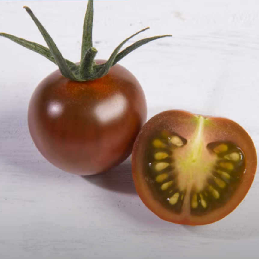 Sem. Tomate MACARON ('C608') N-T (Gaut) cerise marron chocolat (100/pqt)