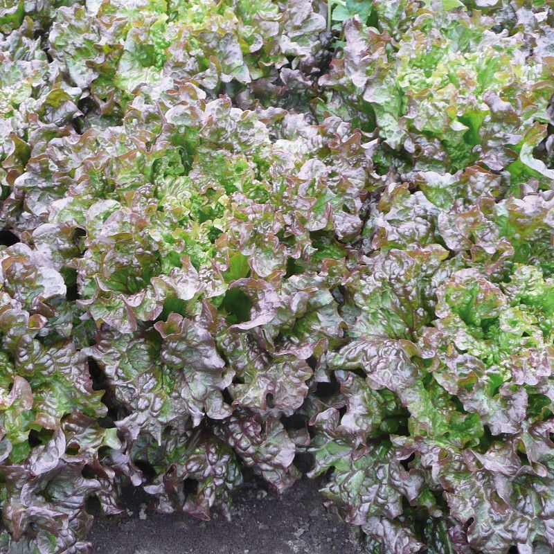 Lettuce AMBOISE untreated pelleted (Gaut) Batavia red (1000/pk)