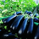 Eggplant FLAVINE untreated (Gaut) purple