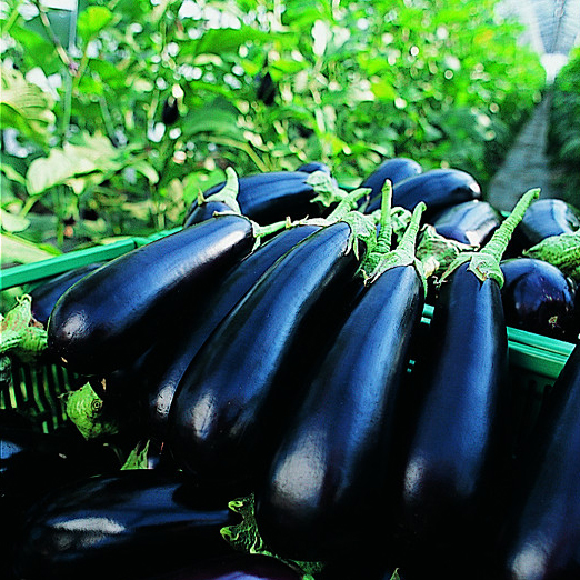 Eggplant FLAVINE organic (Gaut) purple