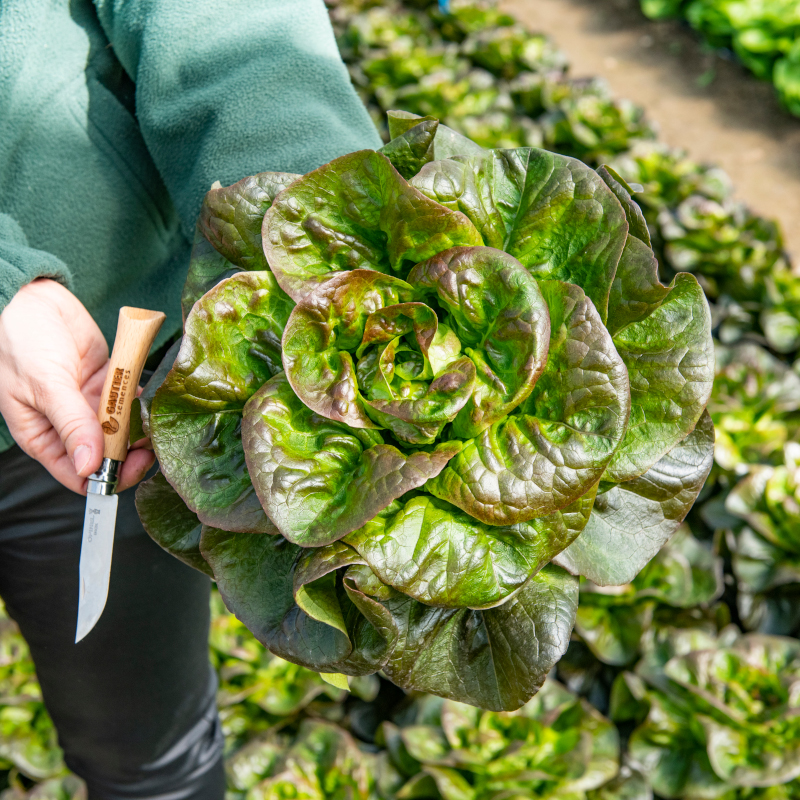 Lechuga CAVALE sin tratar recubierta (Gaut) rougette ojo (1000/pqt)