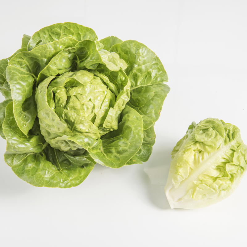 Lettuce GATSBI untreated pelleted (Gaut) sucrine green (1000/pk)