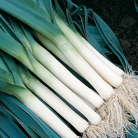 Leek TADORNA organic (Vit)