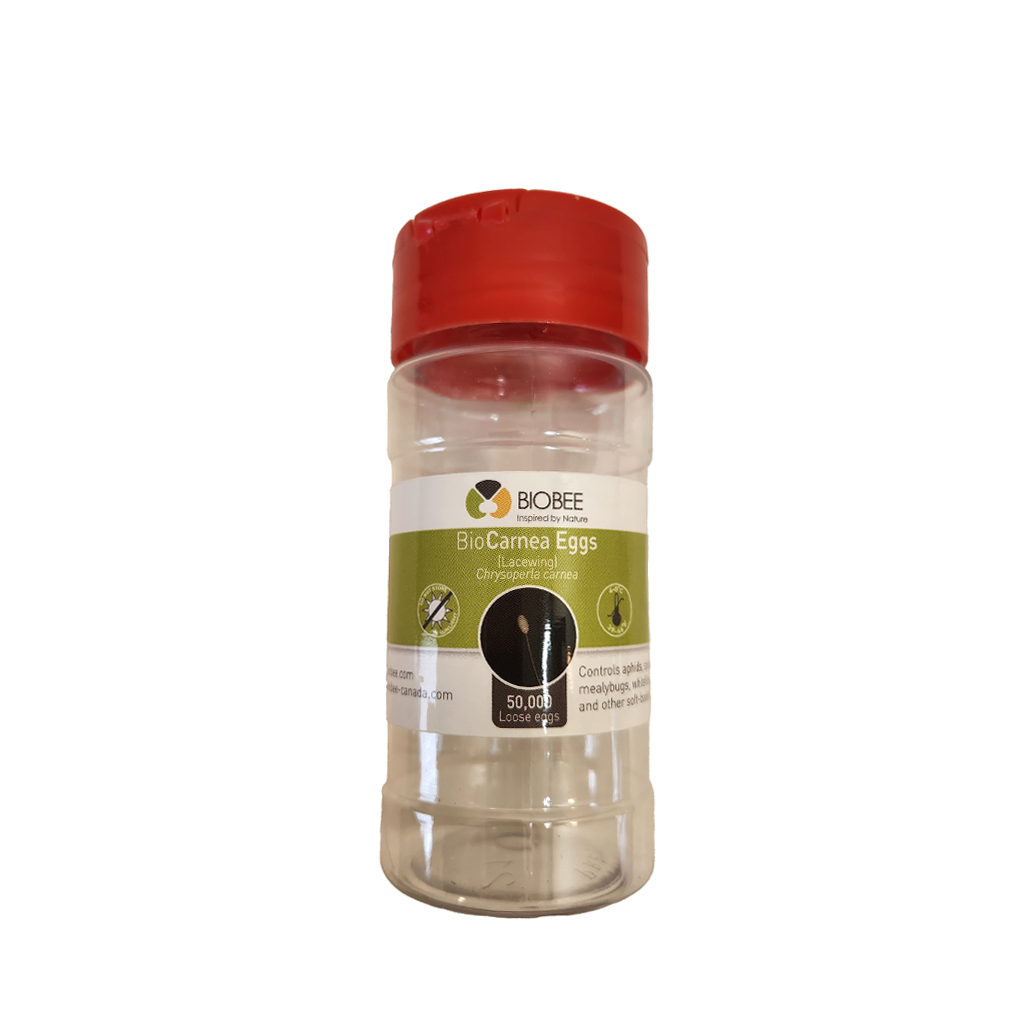 BioBee BioLacewing (or BioCarnea) - Chrysoperla carnea eggs (50,000 bulk eggs / 50 ml bottle)