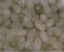 BioBee EphestiaFeed - frozen eggs (500g)