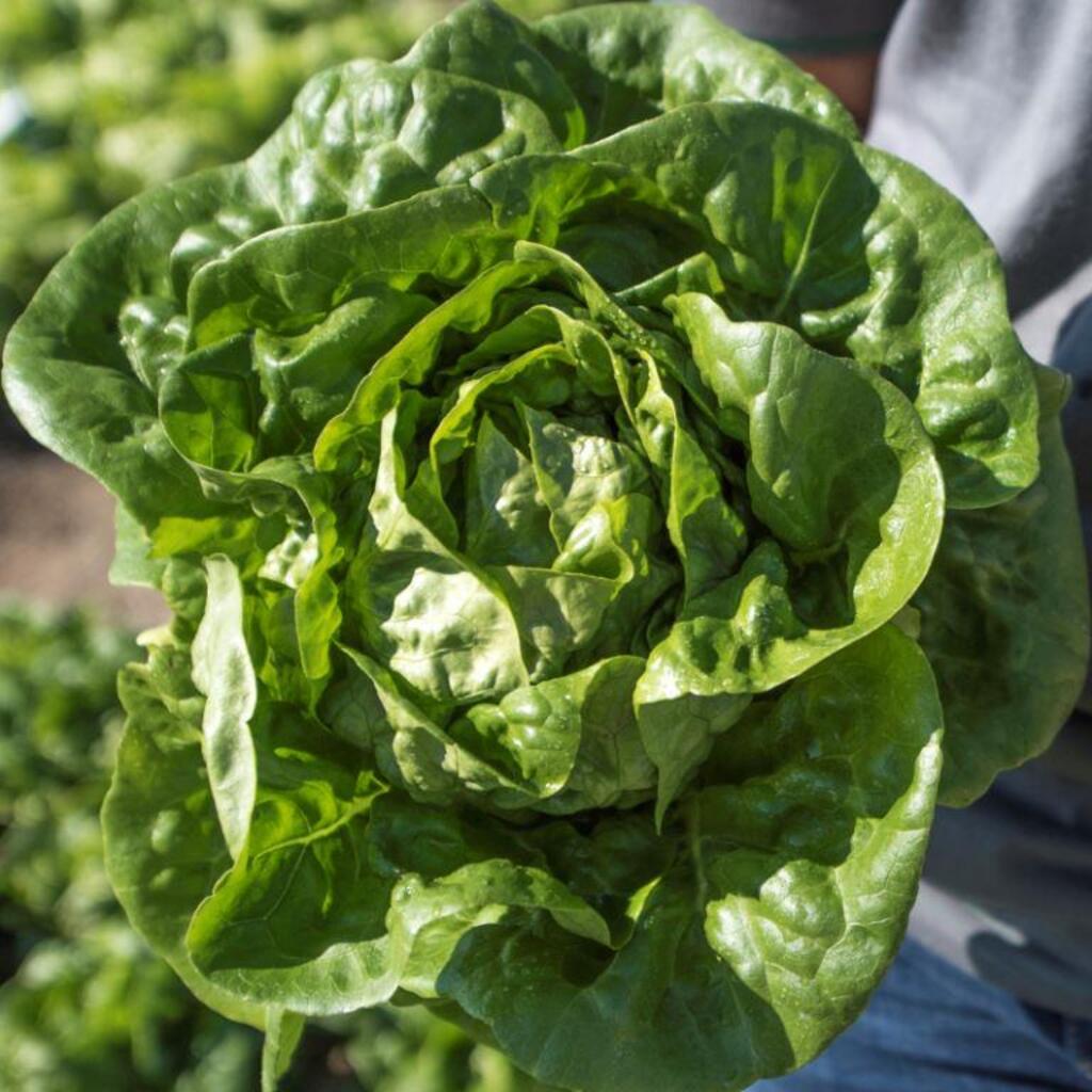 Sem. Laitue sucrine ELECTRA biologique enrobée (Gaut) verte (1000/pqt)