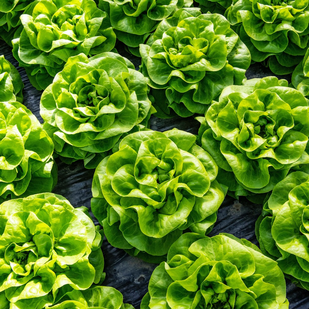 Lettuce CALINDA untreated pelleted (Gaut) butterhead green