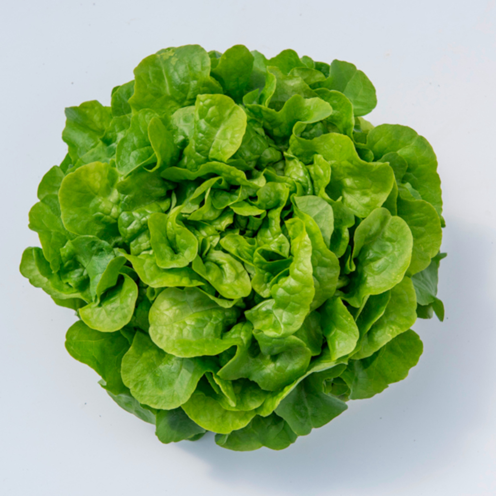 Lechuga GLORINICE sin tratar recubierta (Gaut) Batavia verde 
