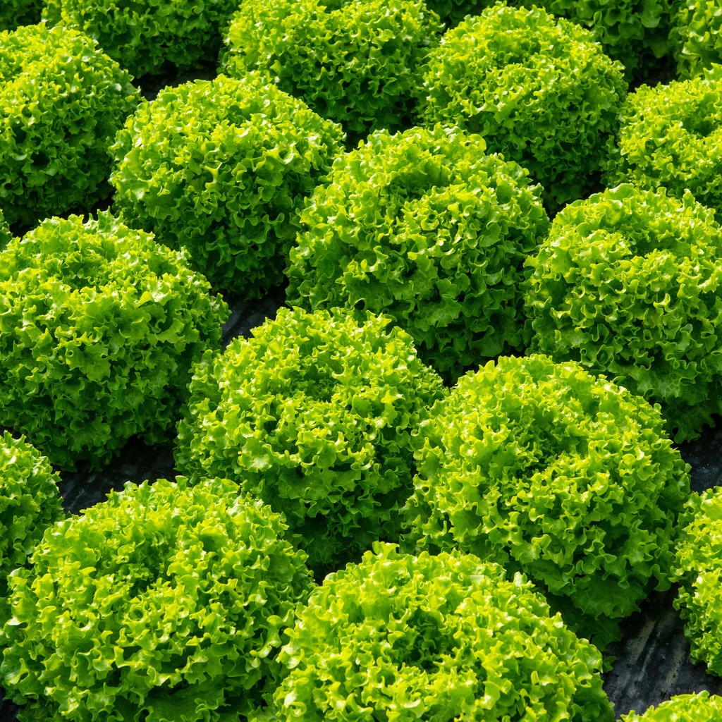 Lechuga PARICI sin tratar recubierta (Gaut) Batavia verde (1000/pqt)