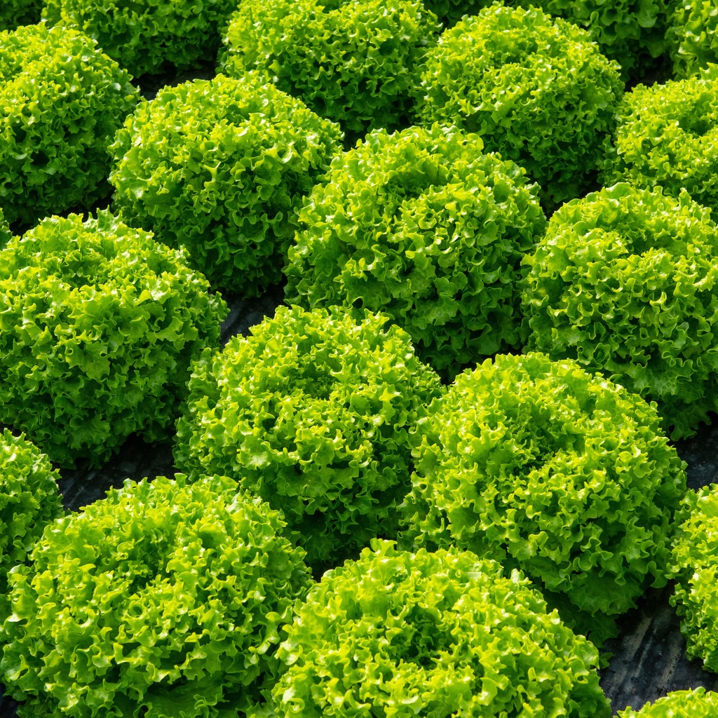Lettuce PARICI untreated pelleted (Gaut) Batavia green (1000/pk) 