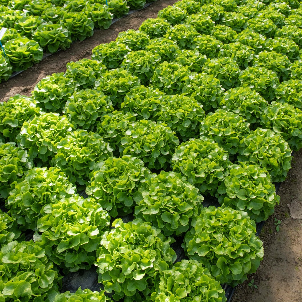 Lechuga DELINICE sin tratar recubierta (Gaut) oakleaf verde (1000/pqt)