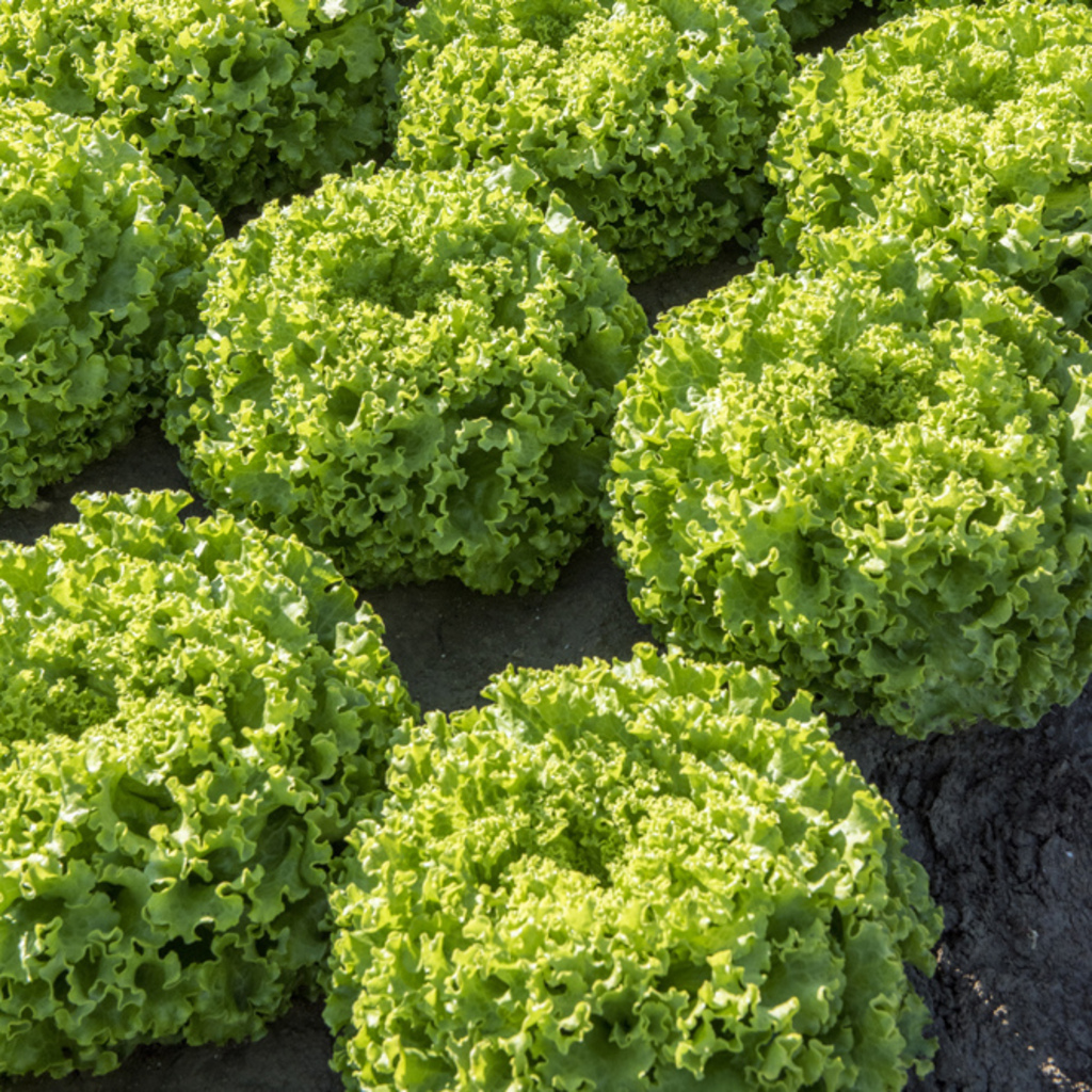 Lettuce GOLDORAC untreated pelleted (Gaut) Batavia green (1000/pk)