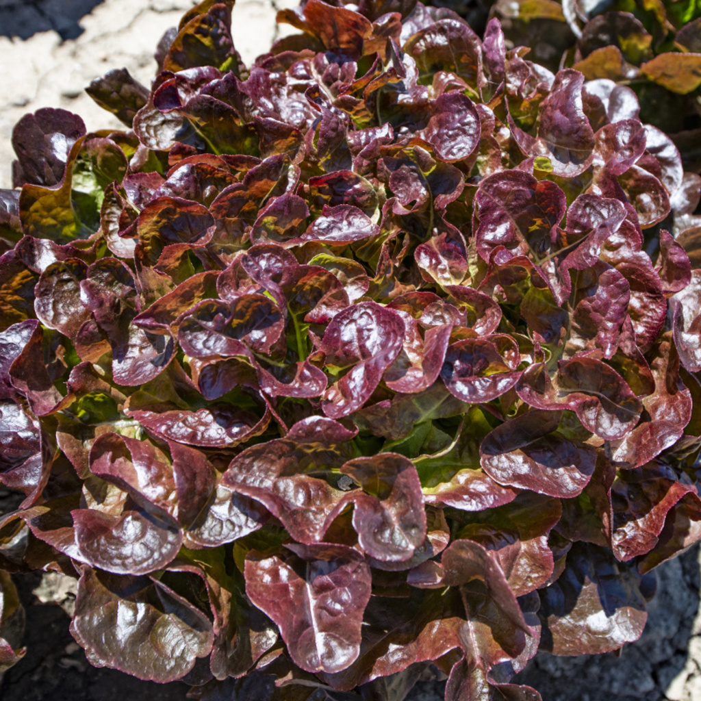 Lechuga RENARDE sin tratar recubierta (Gaut) oakleaf roja (1000/pqt)