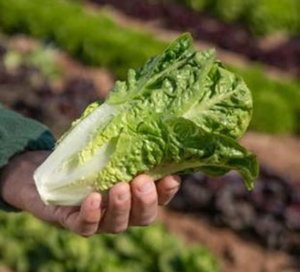 Lechuga BELICOS sin tratar recubierta (Gaut) Mini verde romana (1000/pqt)