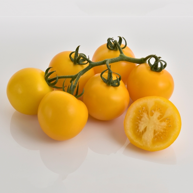 Tomato MIMOSA (DJ129) untreated (Gaut) yellow bunch (100/pk)