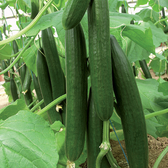 Cucumber BELLA untreated (VZ) long (250/pk)