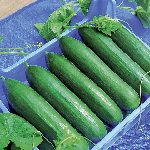 Cucumber PASKA untreated (VZ) midi (beith alpha) (250/pk)