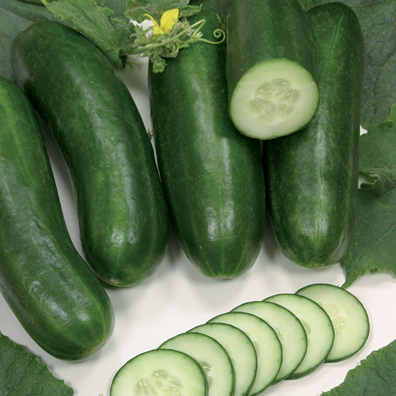 Cucumber SILOR untreated (VZ) mini (beith alpha) (250/pk)