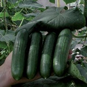 Cucumber JOUNIA untreated (VZ) mini (beith alpha) 