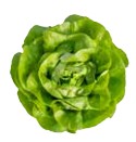 Lechuga EIFFEL sin tratar recubierta (Gaut) trocadero verde (1000/pqt)