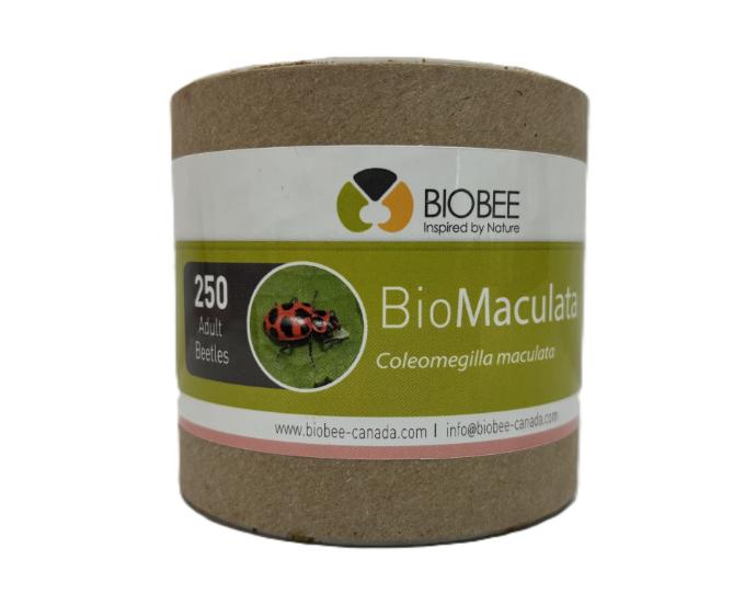 BioBee BioMaculata  -  Coleomegilla maculata