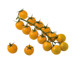 Tomate CITEDOR (C706) N-T (Gaut) cereza amarilla (100/paquete)
