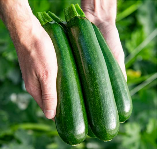 Courgette MAVERIC (Parthénocarpique) N-T (Gaut) zucchini vert (100/pqt)