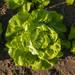 [110-110-231010-500000] Lettuce FX1308 untreated primed pelleted (Enza) butterhead green
