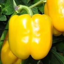 [110-110-041810-1000] Sweet pepper DICAPRIO (Vit) yellow square (1000/pk)