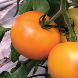 [110-110-011570-1000] Tomato MAITAI organic (Vit) yellow with red blush heirloom / marmande (1000/pk)
