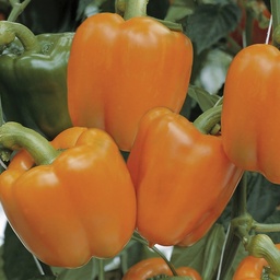 [110-110-241410-500] Sweet pepper MAGNO untreated (Enza) blocky orange (500/pk)