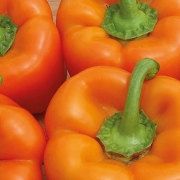 [110-110-240500-500] Sweet pepper MOZART untreated (Enza) blocky orange (500/pk)