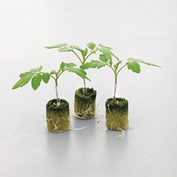 [110-110-012900-1000] Tomato ESTAMINO organic primed (Vit) rootstock (1000/pk)
