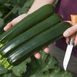 [110-110-141201-100] Summer squash TWITTER untreated (Gaut) green zucchini