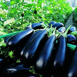 [110-110-141301-100] Eggplant FLAVINE organic (Gaut) purple