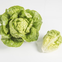 [110-110-120011-100] Lettuce GATSBI untreated pelleted (Gaut) sucrine green (1000/pk)
