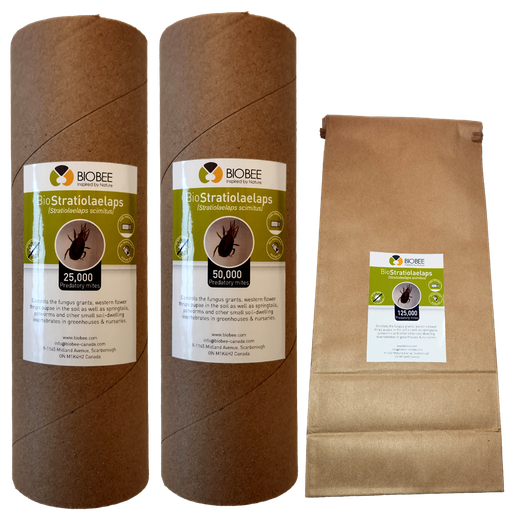 BioBee BioStratiolaelaps - Stratiolaelaps scimitus (Hypoaspis)