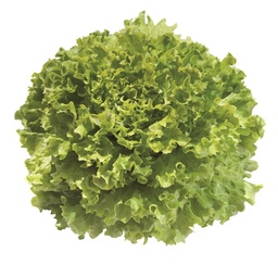 [110-110-120321-1000] Lettuce YETI untreated pelleted (Gaut) Batavia green (1000/pk)