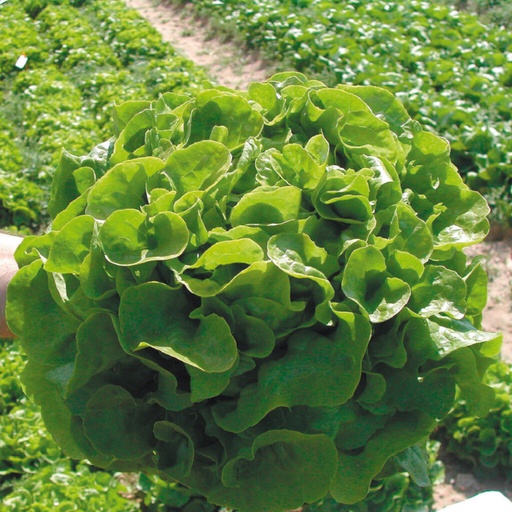 [110-110-120507-1000] Laitue feuille de chêne PANISSE biologique enrobée (Gaut) verte 